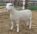 Sheep Trax Lyrica 391L